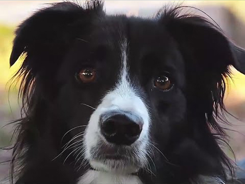 Gambol Pet Food: Tecnologia di produzione all'avanguardia