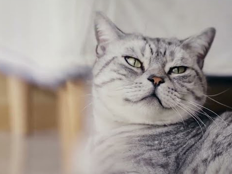 Centro di Ricerca e Sviluppo per la Nutrizione degli Animali da Compagnia
