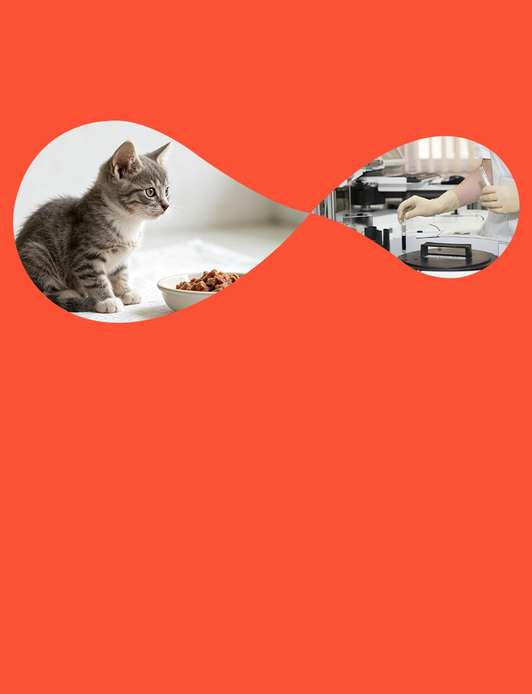 Video sul cibo per animali