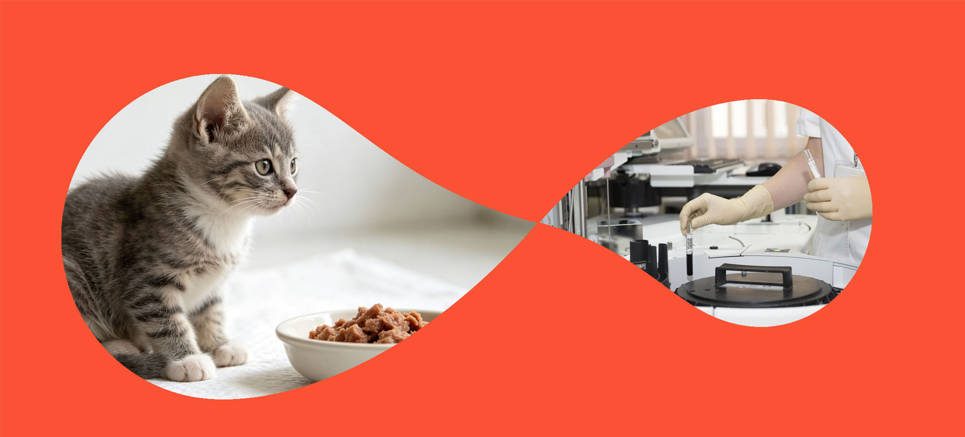 Video sul cibo per animali