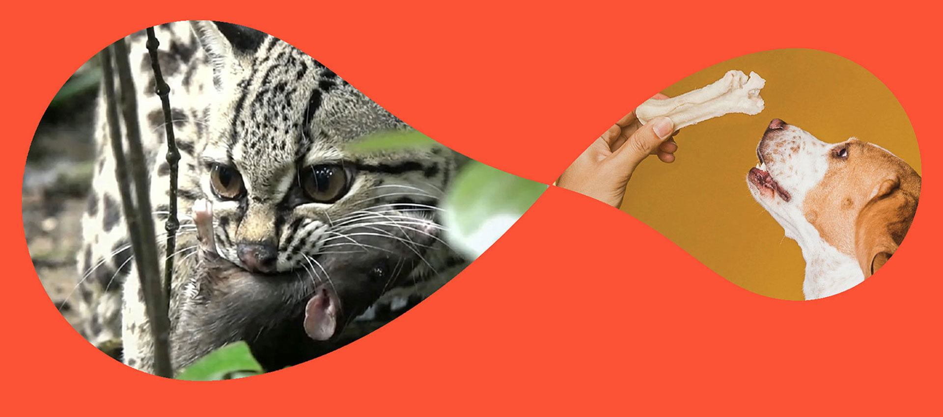 Domande frequenti sugli alimenti per animali domestici