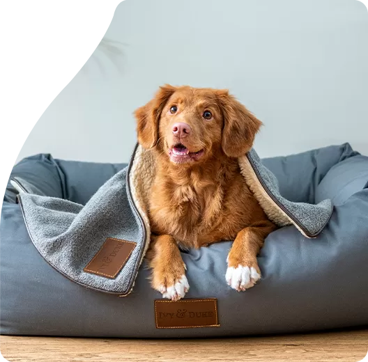 Il nostro impegno per la sicurezza e la conformità degli alimenti per cani